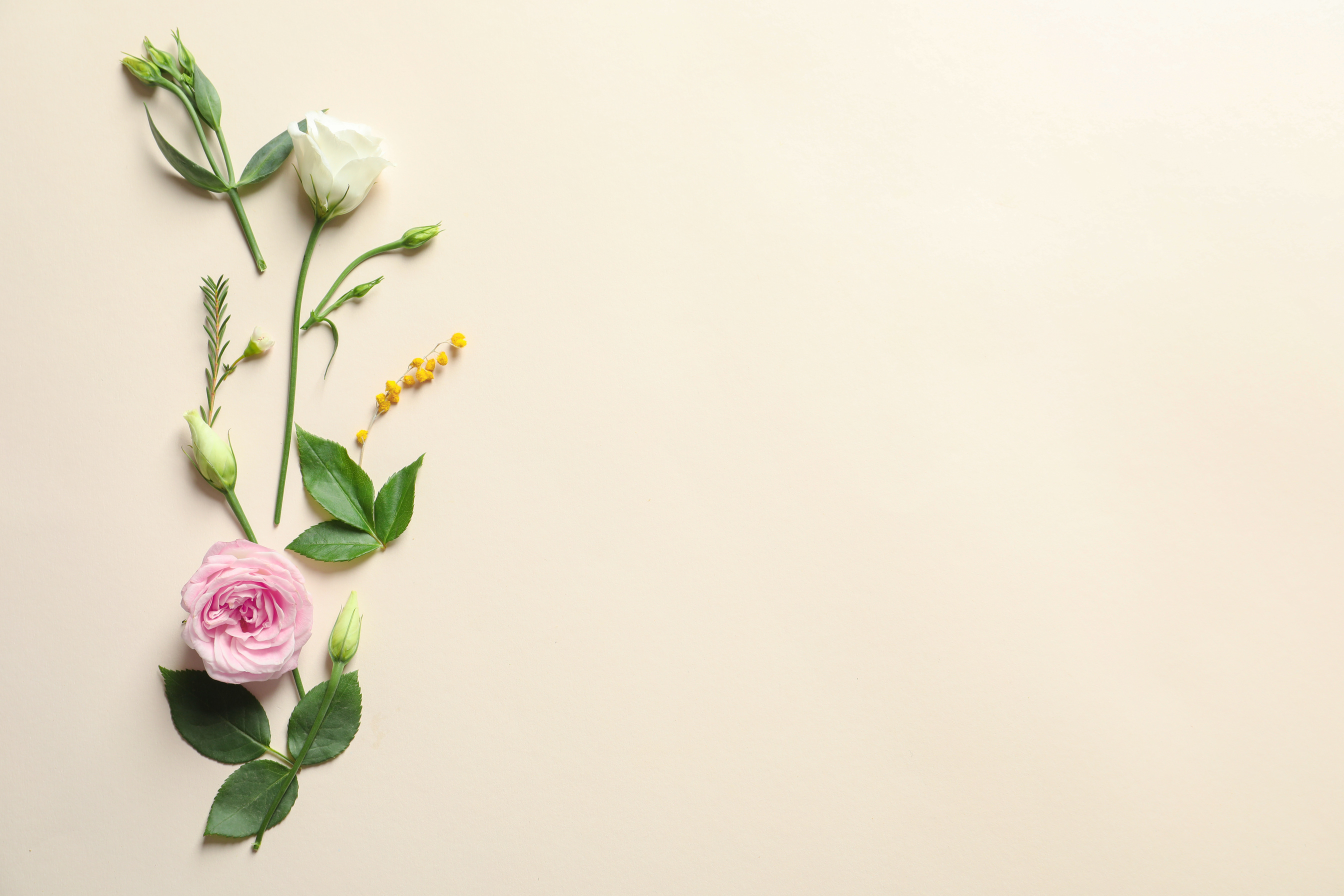 Flowers and Leaves on Light Background